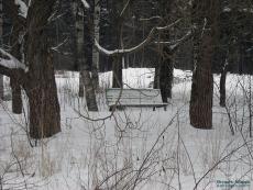 Bench under the winter trees