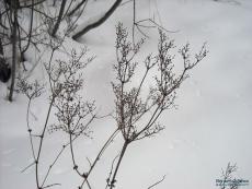 The snow branch