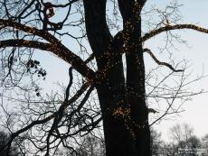 Black tree against the sky