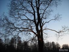 Black tree against colorful background