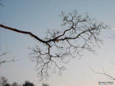 Brаnch of tree