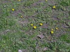 Dandelions