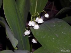 Lily of the valley